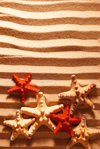 Poucas estrelas do mar . — Fotografia de Stock