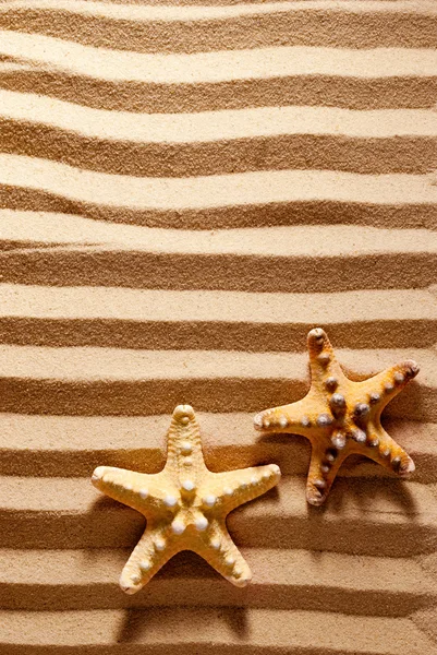 Duas estrelas do mar . — Fotografia de Stock