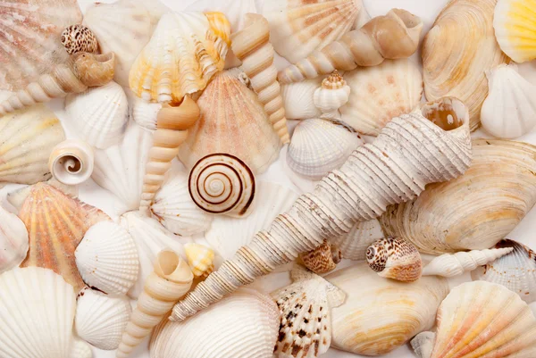 Seashells. — Stock Photo, Image