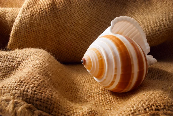 Muschel auf Sack. — Stockfoto