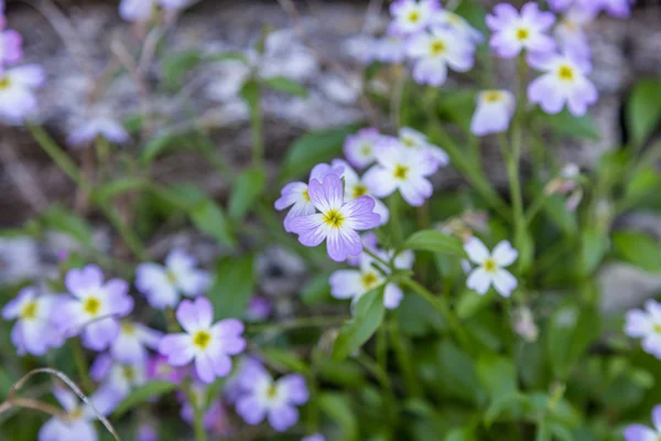 Lilás flores selvagens no campo verde — Fotografia de Stock