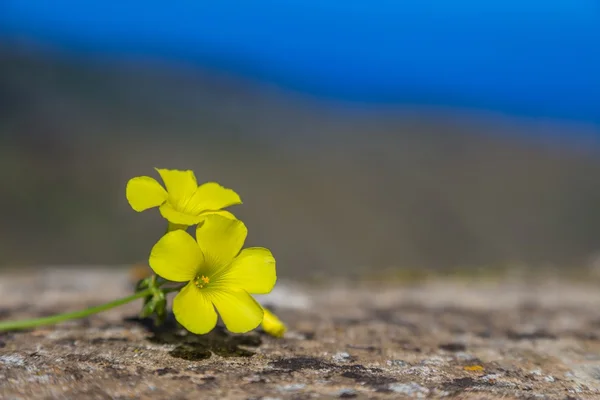 Fleurs sauvages jaunes sur surface de pierre rugueuse, abstraites — Photo