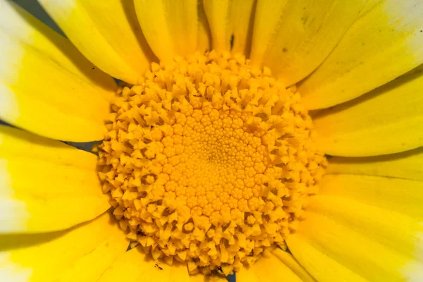 Daisy flower close-up op geel centrum — Stockfoto