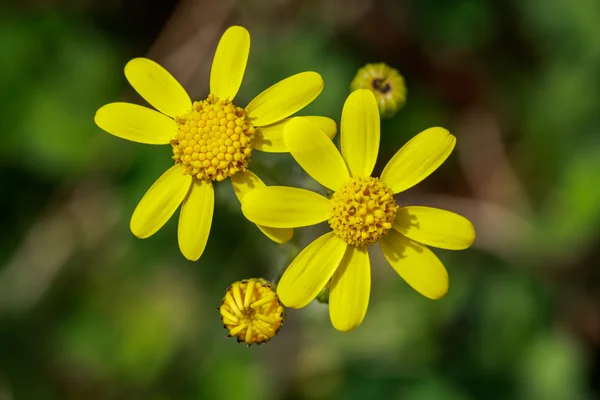 Wild yellow flowers on field closeup — Stock Photo, Image