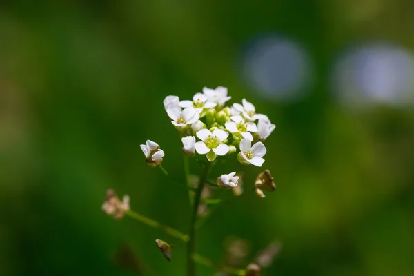 Dzikie białe kwiaty na niebieskim zielonym tle pola — Zdjęcie stockowe