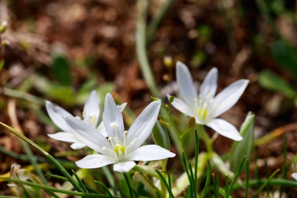 Alan closeup vahşi beyaz çiçek