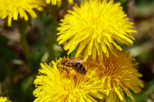 Honeybee on wild yellow flowers closeup — Stock Photo, Image