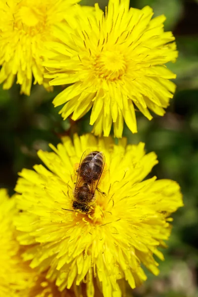 Honeybee on wild yellow flowers closeup — Stock Photo, Image