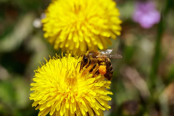 Honeybee on wild yellow flowers closeup — Stock Photo, Image