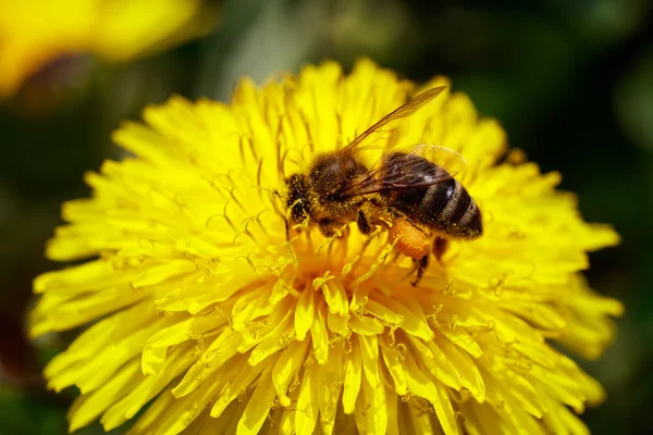 Honeybee on wild yellow flower closeup — Stock Photo, Image