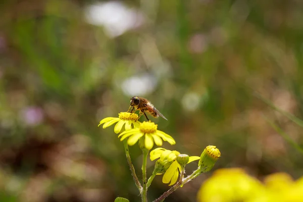 Honeybee on wild yellow flowers closeup — Stock Photo, Image