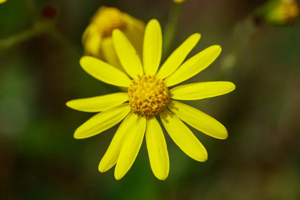 Wild yellow flower on field closeup — Stock Photo, Image