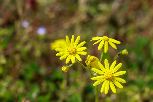 Wild yellow flowers on field closeup — Stock Photo, Image