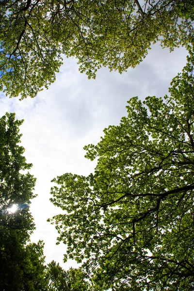 View on tree crowns against of blue sky — Stock Photo, Image