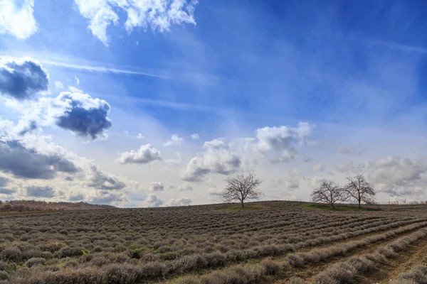 Veld met naakte bomen en blauwe hemel — Stockfoto