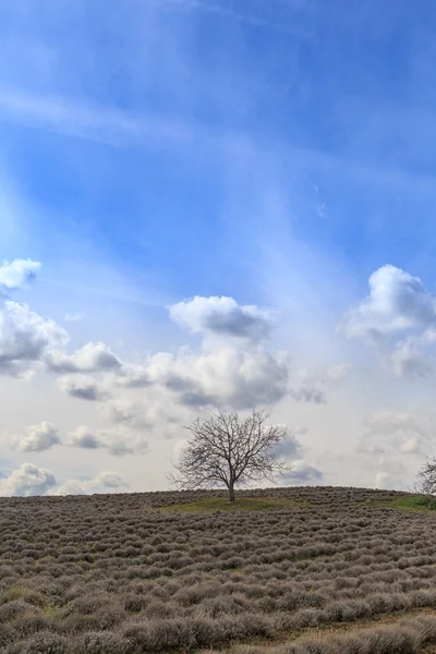 Field with naked tree and blue sky — Stock Photo, Image