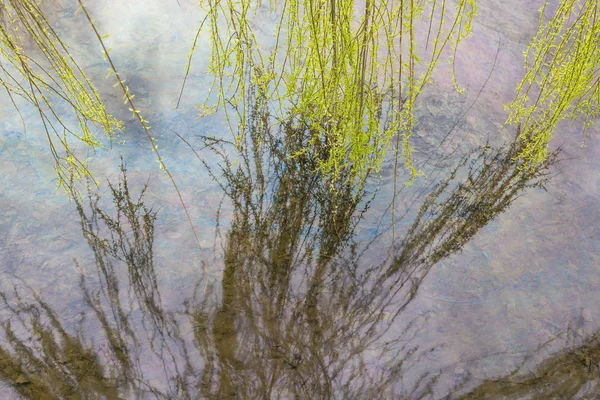 Wasseroberfläche mit Baumblättern, die nach oben reichen und reflektieren — Stockfoto