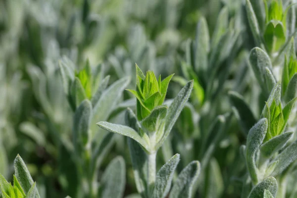 Fresh green mountain tea field closeup background — Stock Photo, Image
