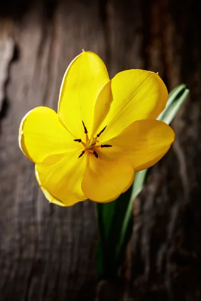 Tulipe jaune gros plan sur la surface en bois — Photo
