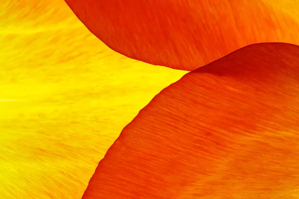 Tulpenblätter Makro-Nahaufnahme, abstrakter Hintergrund — Stockfoto