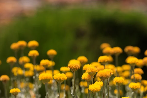 Close-up de muitas flores amarelas crescendo à luz do sol — Fotografia de Stock