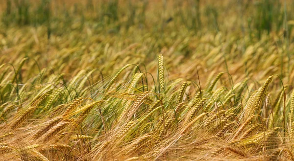 Buğday alan closeup ile alan derinliği — Stok fotoğraf