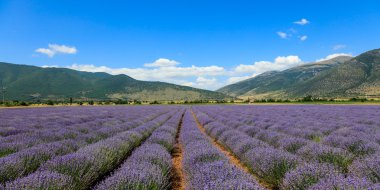 Lavanta alanla karşı Dağları'nın doğal peyzaj