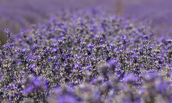 Campo de lavanda à luz do dia — Fotografia de Stock