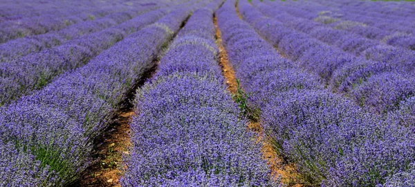 Campo de lavanda em fileiras — Fotografia de Stock