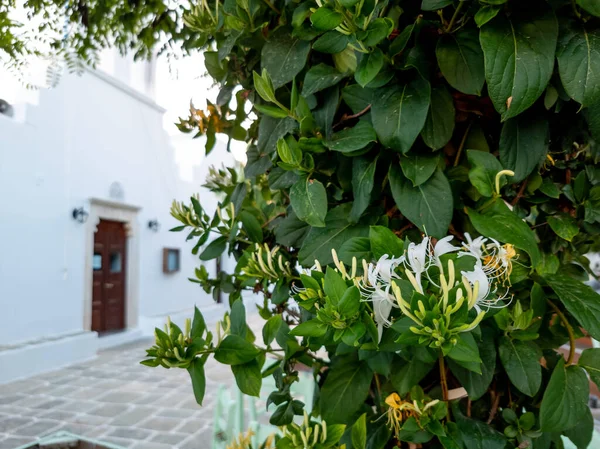 Scénický Pohled Pouliční Scénu Rostlinami Pokrývajícími Zpevněnou Plochu Ostrov Folegandros — Stock fotografie