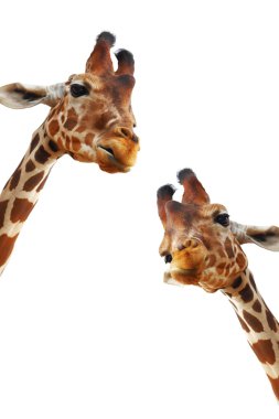 Couple of giraffes closeup portrait isolated on white background  clipart