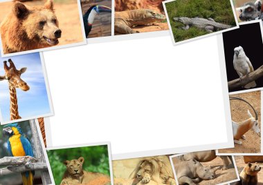 vahşi hayvanlar fotoğraf koleksiyonu ile çerçeve
