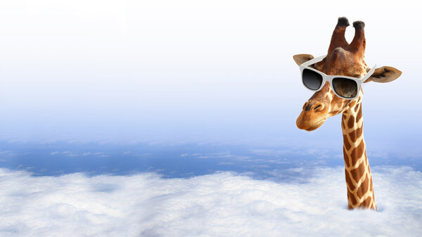 Girafe drôle avec des lunettes de soleil sortant des nuages — Photo