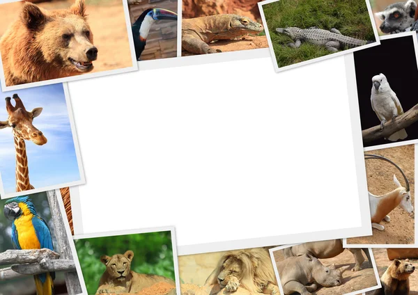 Frame met verzameling van wilde dieren fotografie — Stockfoto