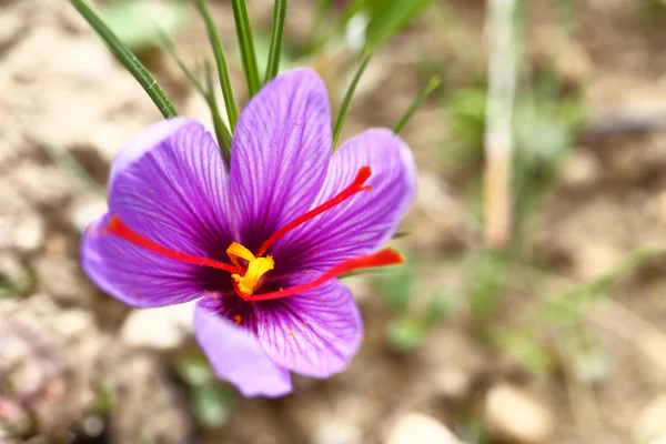 Primo piano di fiori di zafferano in un campo — Foto Stock