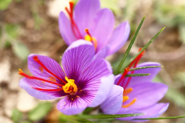 Close up de flores de açafrão em um campo — Fotografia de Stock