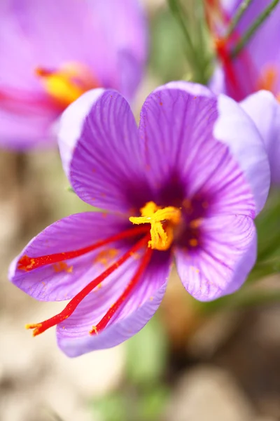 Close up de flores de açafrão em um campo — Fotografia de Stock