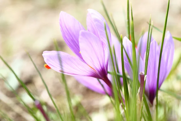 Zbliżenie kwiatów szafranu w polu — Zdjęcie stockowe