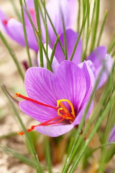 Zbliżenie kwiatów szafranu w polu — Zdjęcie stockowe