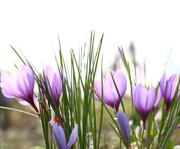 Close up de flores de açafrão em um campo — Fotografia de Stock