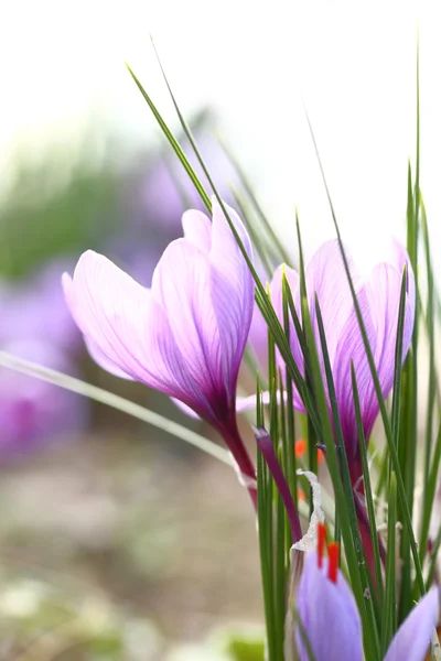 Närbild på saffran blommor i ett fält — Stockfoto
