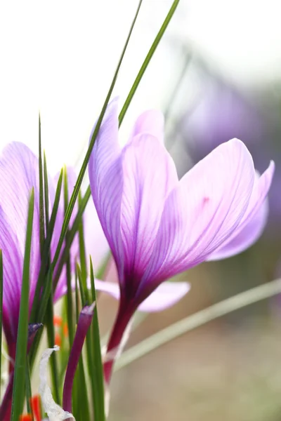 フィールドのサフランの花のクローズ アップ — ストック写真
