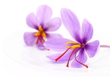 Close up of saffron flowers  clipart