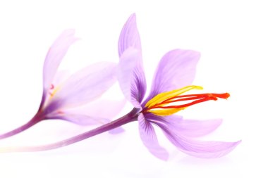 Close up of saffron flowers isolated on white background  clipart