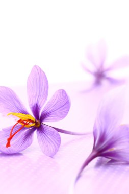 Close up of saffron flowers  clipart
