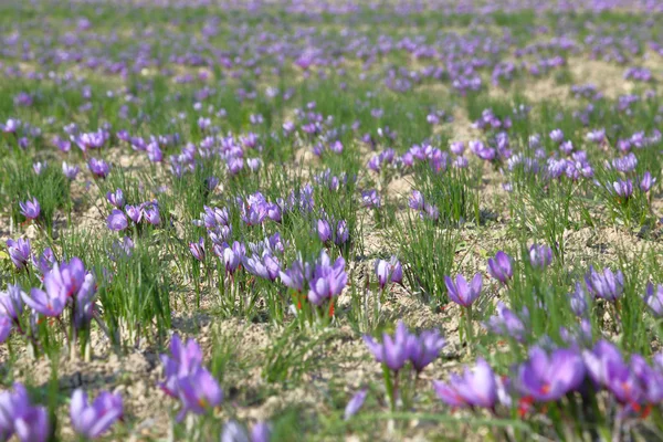 Flores de açafrão em um campo — Fotografia de Stock