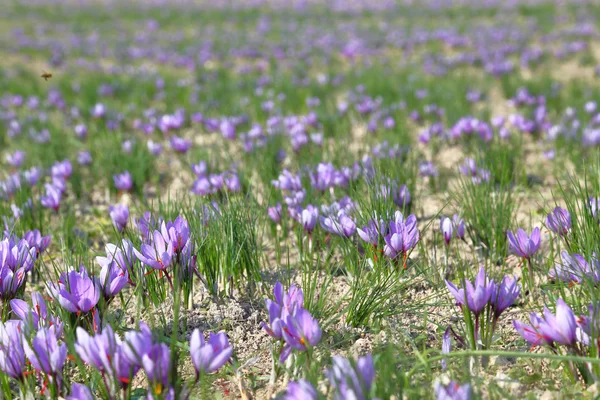 Saffraan bloemen in een veld — Stockfoto