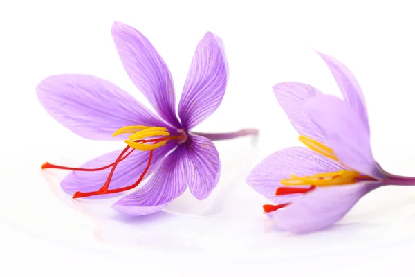 Close up de flores de açafrão — Fotografia de Stock