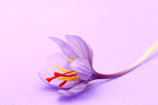 Close up of saffron flowers on purple background
