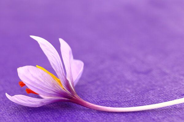 Close up of saffron flowers on purple background